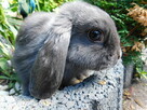 Niebieskie samiczki mini lop - 4