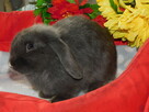 Niebieskie samiczki mini lop - 6