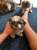 Shiz tzu Tricokolor - 3