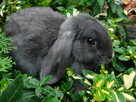 Baranek mini lop niebiesko- białe samczyki - 6