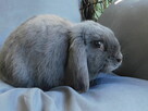 Baranek mini lop niebiesko- białe samczyki - 4