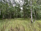 Działka leśna / las Rożno-Parcele, gm. Aleksandrów Kujawski - 6