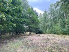 Działka leśna / las Rożno-Parcele, gm. Aleksandrów Kujawski - 8