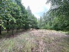 Działka leśna / las Rożno-Parcele, gm. Aleksandrów Kujawski - 9