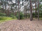 Działka leśna / las Rożno-Parcele, gm. Aleksandrów Kujawski - 13