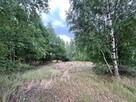 Działka leśna / las Rożno-Parcele, gm. Aleksandrów Kujawski - 7