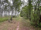 Działka leśna / las Rożno-Parcele, gm. Aleksandrów Kujawski - 11