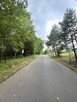 Działka leśna / las Rożno-Parcele, gm. Aleksandrów Kujawski - 3