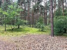 Działka leśna / las Rożno-Parcele, gm. Aleksandrów Kujawski - 12