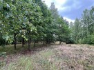 Działka leśna / las Rożno-Parcele, gm. Aleksandrów Kujawski - 10