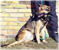 Morgi - pozwól mi kochać i być kochanym - 9