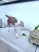 Chihuahua XSS Maleńki z Wielkim Sercem Błękitny Królewicz - 3