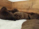 Labrador Retriever czekoladowa suczka Zkwp/FCI - 4