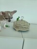 Chihuahua XSS Maleńki z Wielkim Sercem Błękitny Królewicz - 15