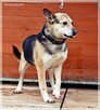Boguś - cudowny kundelek chce dać Ci swoje serce - 5