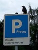 40 latek pozna panią. - 3