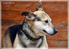 Boguś - cudowny kundelek chce dać Ci swoje serce - 7