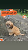 Lhasa apso kuzyn shih tzu - 5