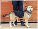 Boguś - cudowny kundelek chce dać Ci swoje serce - 6
