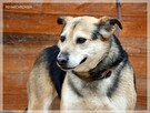 Boguś - cudowny kundelek chce dać Ci swoje serce - 4