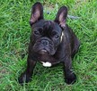 Buldog francuski - 4