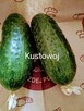 Rosyjski karkowy pomidor b.wczesny Silver Fire Tree nasiona - 2