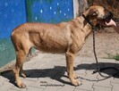 Lento - 6