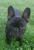 Buldog francuski - 2