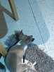 Chihuahua XSS Maleńki z Wielkim Sercem Błękitny Królewicz - 16