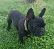 Buldog francuski - 5
