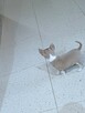 Chihuahua XSS Maleńki z Wielkim Sercem Błękitny Królewicz - 6