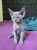 Devon rex kocurki - 2