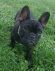 Buldog francuski - 3