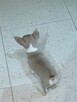 Chihuahua XSS Maleńki z Wielkim Sercem Błękitny Królewicz - 5