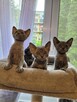 Devon rex kocurki - 3