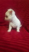 Pieski chihuahua śliczne - 5