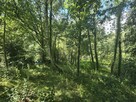 Działka Chomiąża Szlachecka gm. Gąsawa - 10