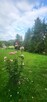 Tarnawa, Łapanów 16a , zadbana działka budowlana - 6