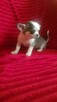 Pieski chihuahua śliczne - 13
