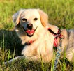 MILKA - cudowna sunia w typie mini golden retriver szuka dom - 3
