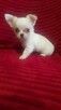 Pieski chihuahua śliczne - 4