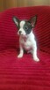 Pieski chihuahua śliczne - 11