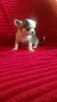 Pieski chihuahua śliczne - 16
