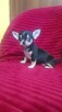 Pieski chihuahua śliczne - 2