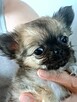 Chihuahua Maleńka - 3