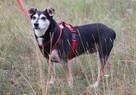 Cudowna łagodna sunia szuka PILNIE domku pełnego miłości - 6