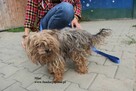 Mini, zaniedbana sunia - 3