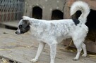 Alvin - 3 tysiące dni w schronisku, POMOCY! - 6