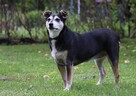 Cudowna łagodna sunia szuka PILNIE domku pełnego miłości - 13