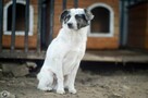 Alvin - 3 tysiące dni w schronisku, POMOCY! - 4